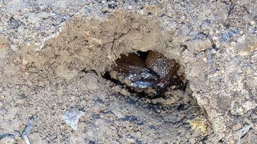 Scorpio maurus