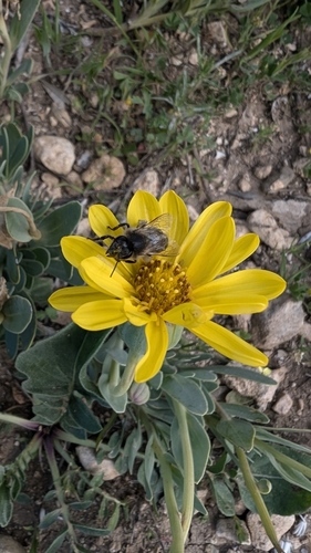 Western Honey Bee