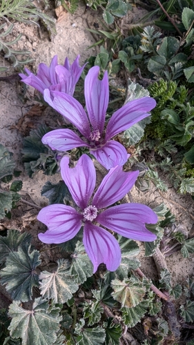 Common Mallow