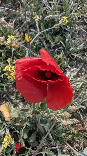common poppy