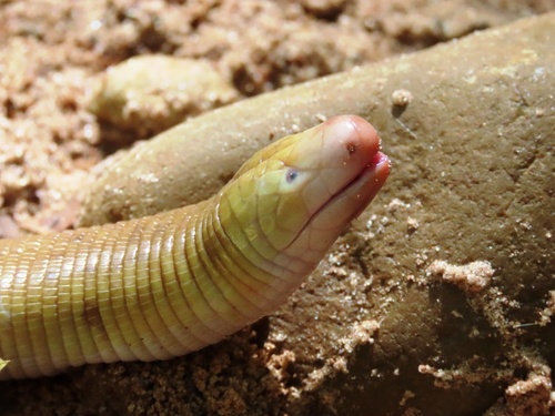Red Worm Lizard