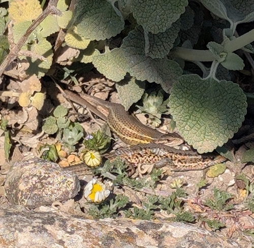 Large Psammodromus