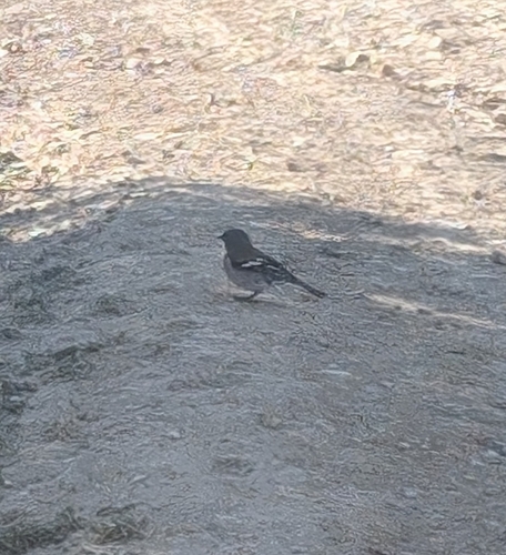 African Chaffinch