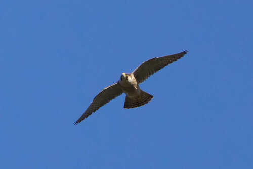 Avistamiento Halcón peregrino