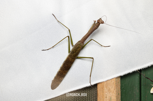 Plistospilota mabirica