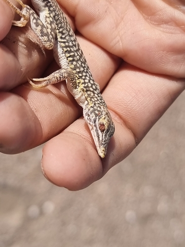 Reticulate Sand Lizard