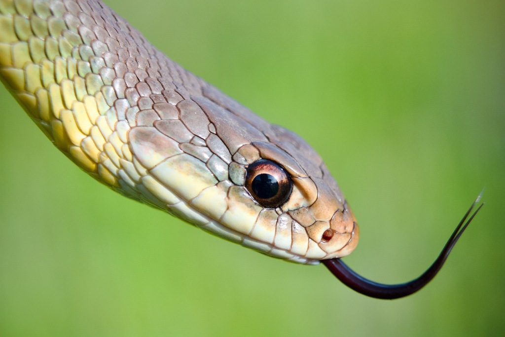 Western Yellow-bellied Racer in April 2025 by jj1228. Under a metal ...