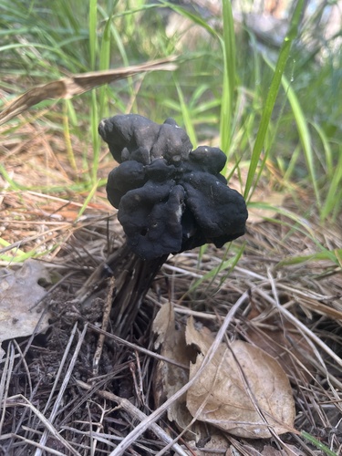 iNaturalist observation photo of Elfin Saddles