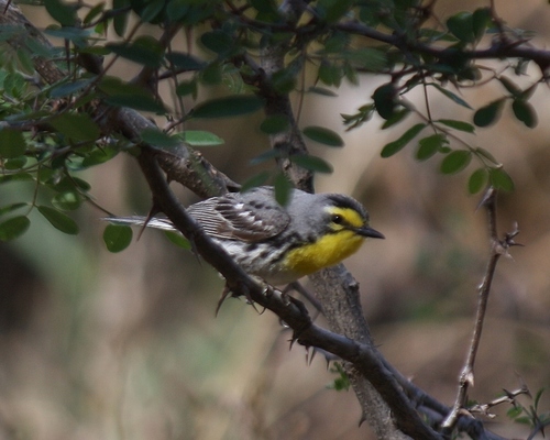 Grace's Warbler