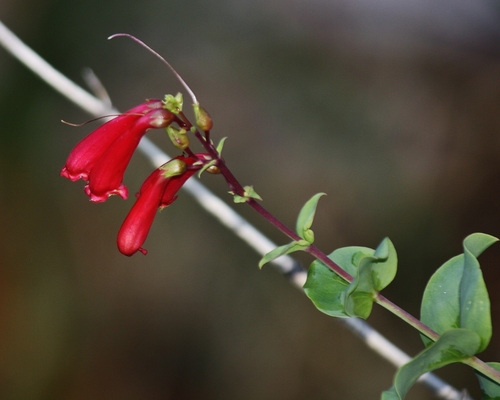 Penstemon cardinalis ssp. regalis