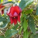 Dusky Coral Pea - Photo (c) rosalie_neve, all rights reserved