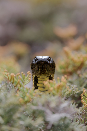Tiger Snake sighting