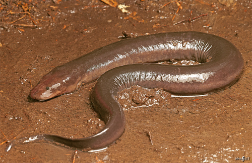 Three-toed Amphiuma