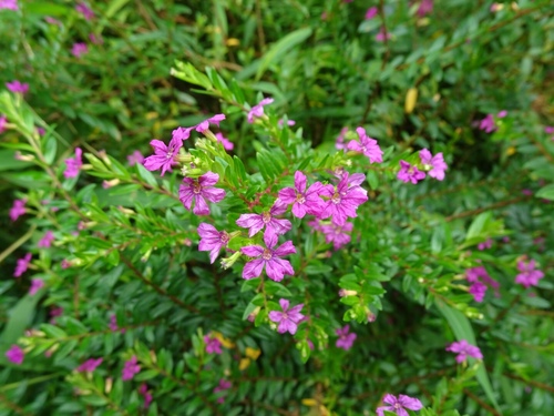 False heather