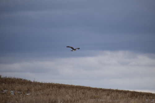Northern Harrier