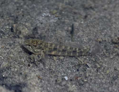 Seaboard Goby