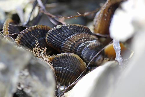 Atlantic Ribbed Mussel