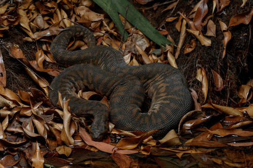 Arafura File Snake sighting