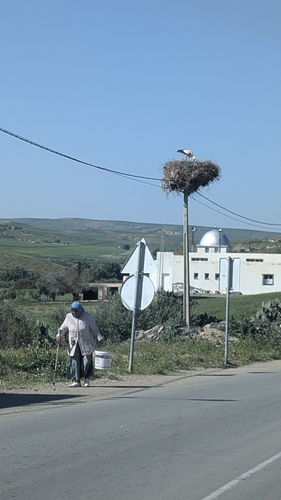 European White Stork