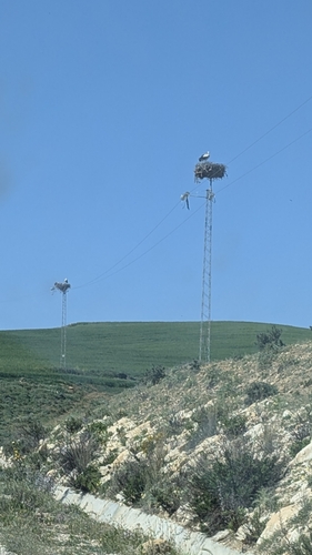European White Stork