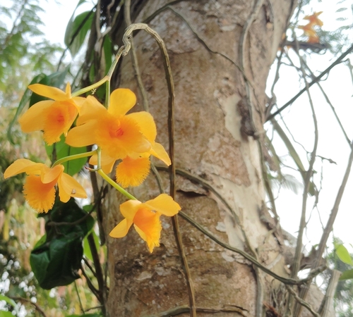 Dendrobium fimbriatum Hook.