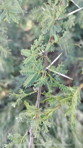 umbrella thorn