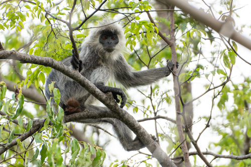 Indochinese Lutung (Trachypithecus germaini) — Endangered Mammalia