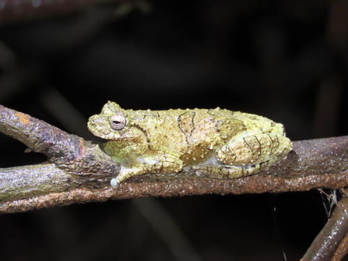 Interior Tree Frog