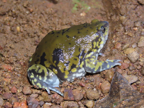 Muller's Termite Frog