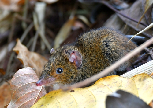 Northern Short-tailed Gymnure (Hylomys peguensis) — Data Deficient Mammalia