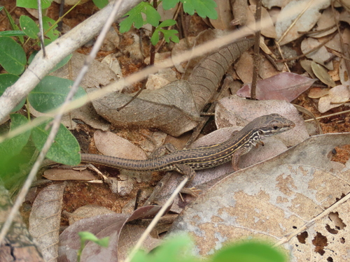 Planalto dos Gerais Whiptail