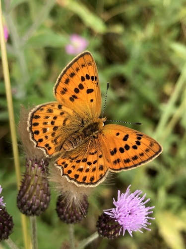 Scarce Copper