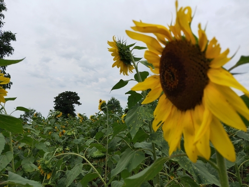 Common Sunflower