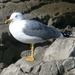 Mediterranean Yellow-legged Gull - Photo (c) Leonard Worthington, all rights reserved, uploaded by Leonard Worthington