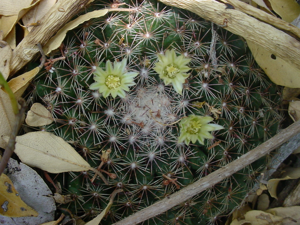 Mammillaria gaumeri  iNaturalist