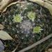Mammillaria gaumeri - Photo (c) Alfredo Dorantes Euan, kaikki oikeudet pidätetään, uploaded by Alfredo Dorantes Euan