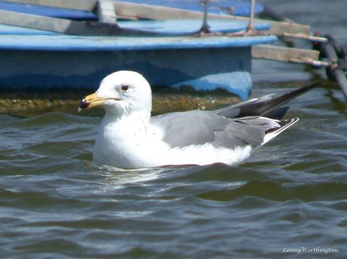 Armenian Gull