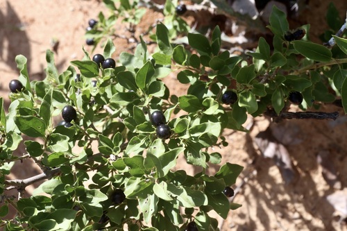 Jasminum stenolobum