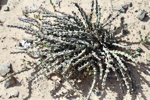 Limpopo Euphorbia