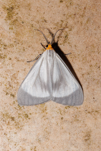 Xenosoma geometrina