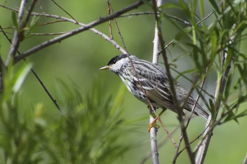 Blackpoll Warbler