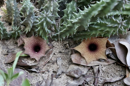 Huernia hislopii