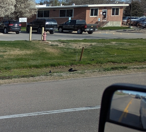 Great-tailed Grackle