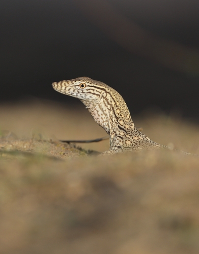 Desert Monitor
