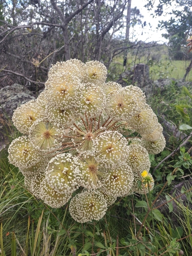 Actinocephalus polyanthus
