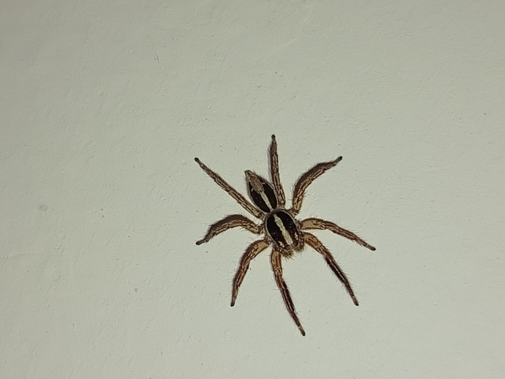 두줄깡충거미 from Senador La Rocque, BR-MA, BR on 2025년 04월... by Cleber Lucas · iNaturalist 두줄깡충거미 (Plexippus paykulli)