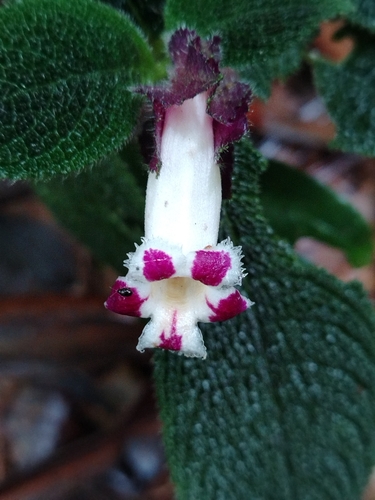 Nautilocalyx vinosus