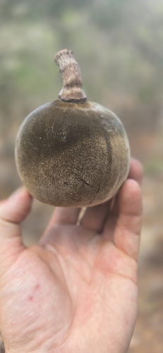 Grey baobab