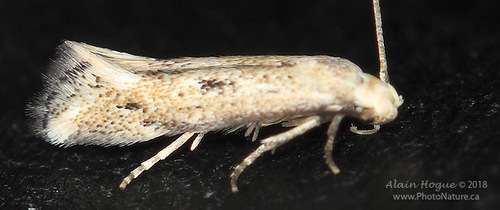 cottongrass sedge-miner