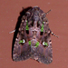 Bristly Cutworm Moth - Photo (c) Timothy Reichard, all rights reserved, uploaded by Timothy Reichard